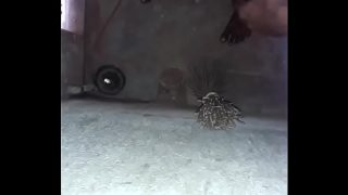 Kontol remaja India