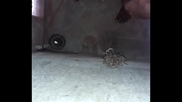 Kontol remaja India